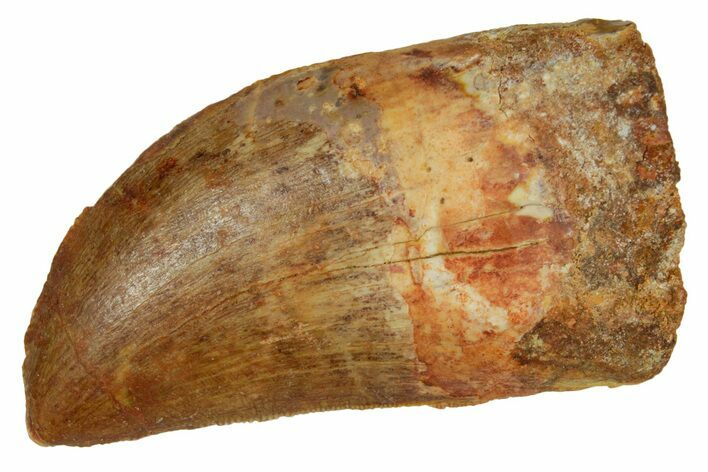 Serrated, Carcharodontosaurus Tooth - Real Dinosaur Tooth #372287